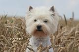 WESTIE 341